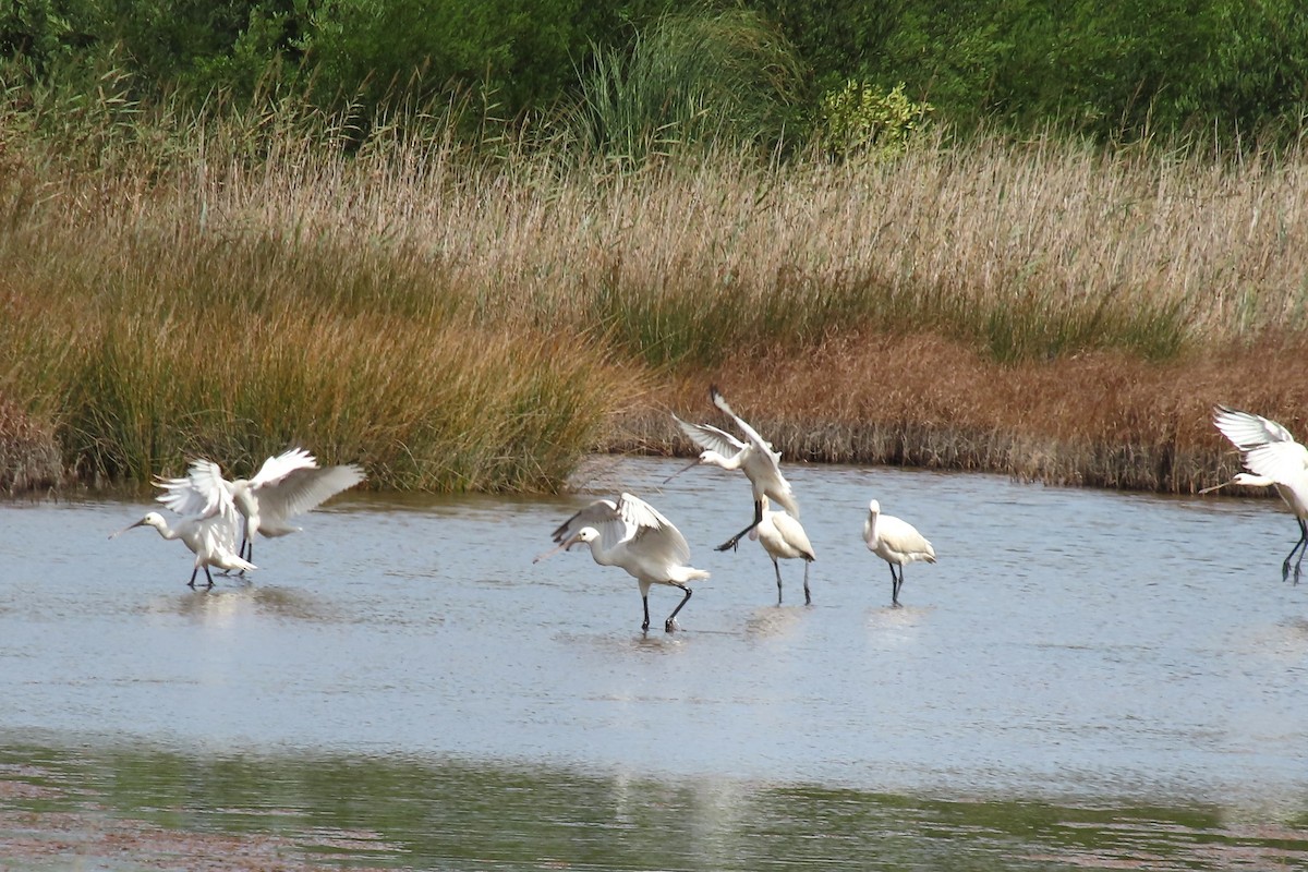 Eurasian Spoonbill - ML623372397