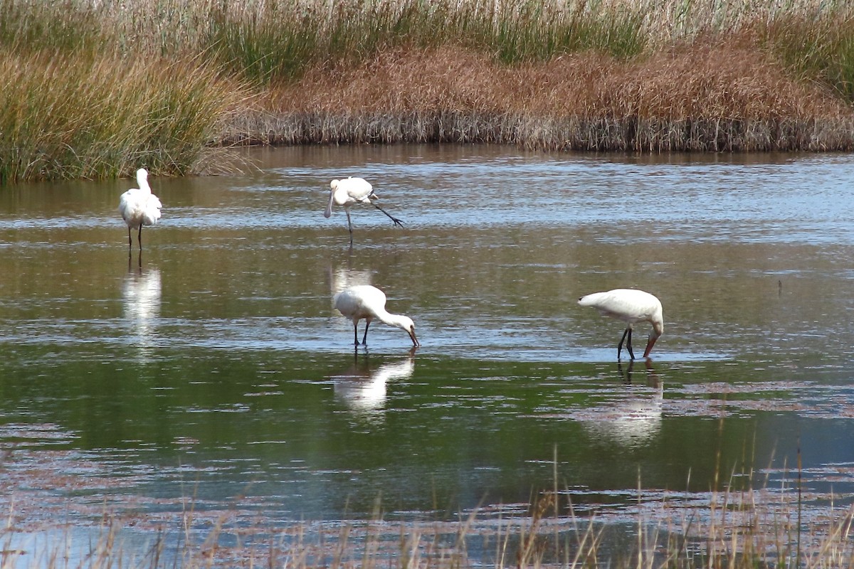 Eurasian Spoonbill - ML623372398