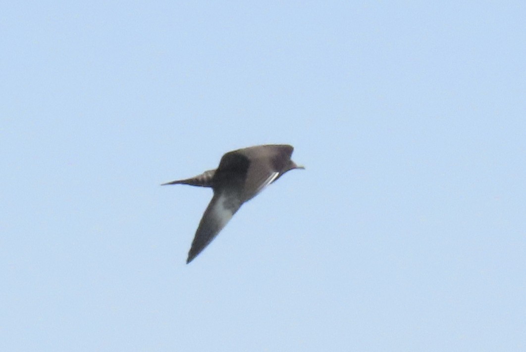 Long-tailed Jaeger - Nancy Overholtz