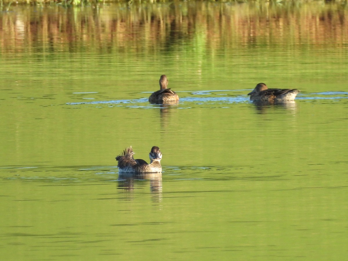 Ruddy Duck - ML623372448