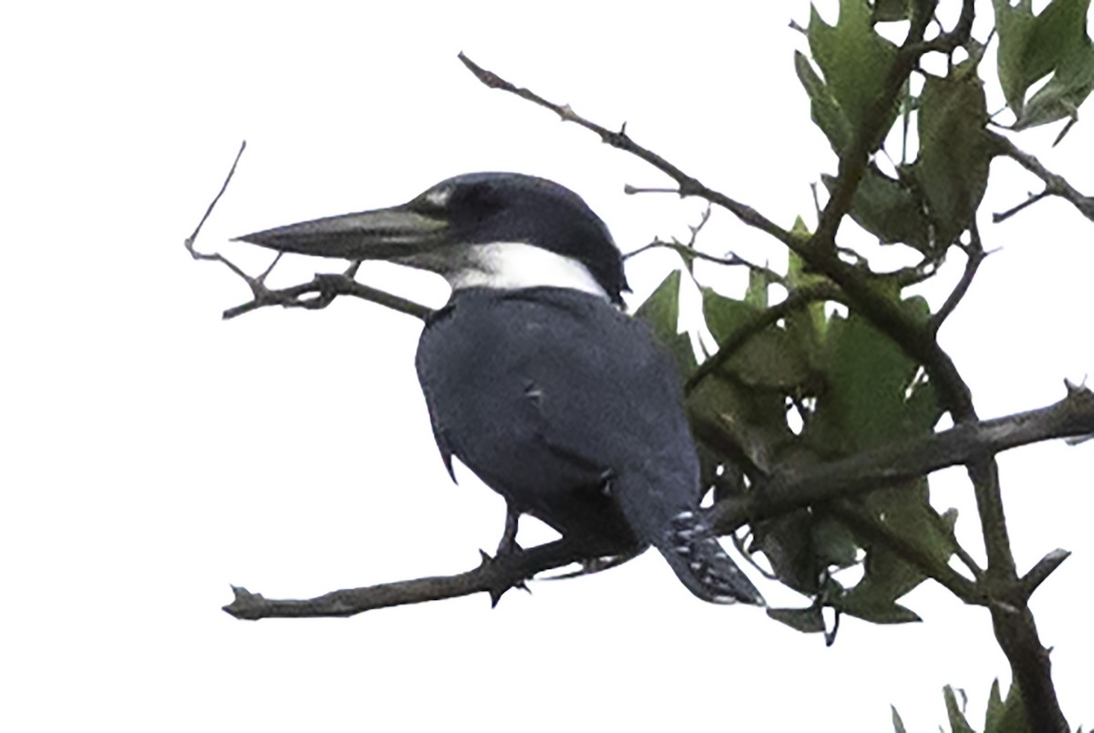 Martín Gigante Neotropical (torquata/stictipennis) - ML623372473