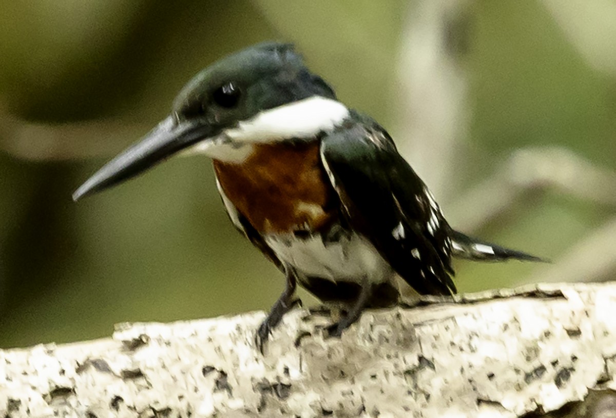 Green Kingfisher - ML623372475