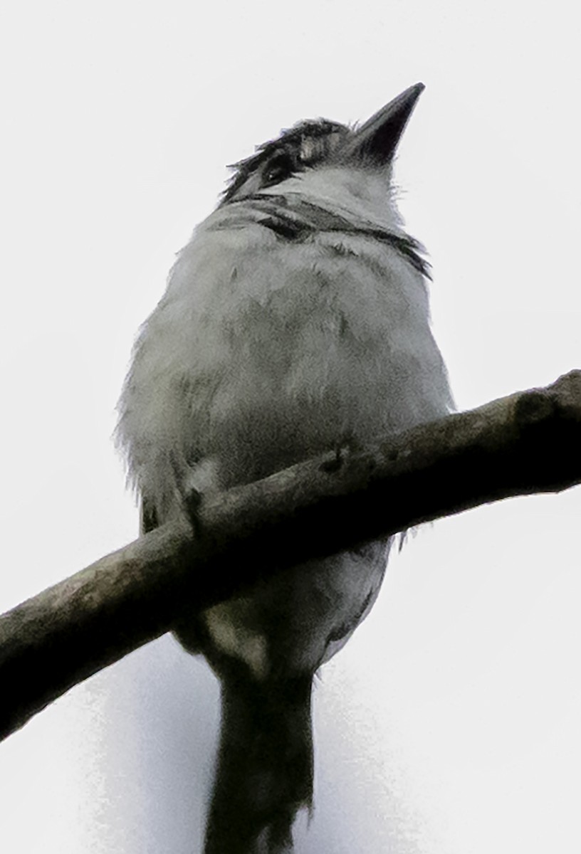 Pied Puffbird - ML623372479