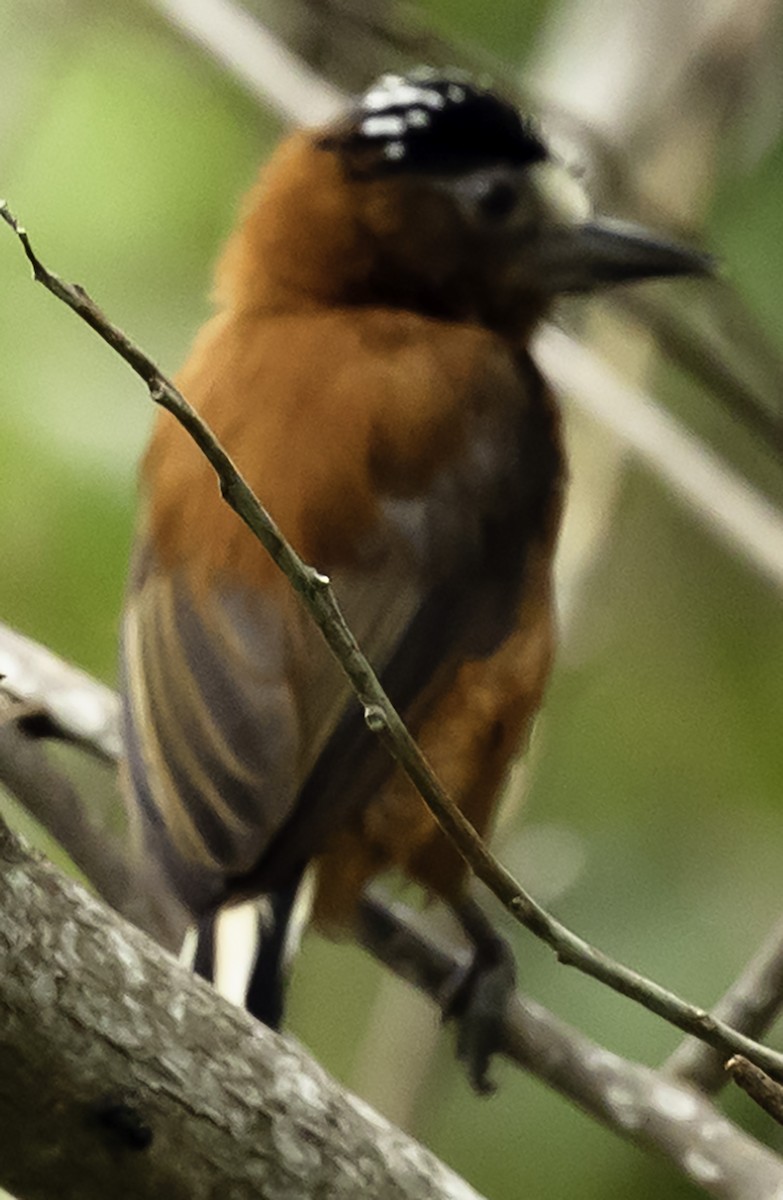 Chestnut Piculet - ML623372484