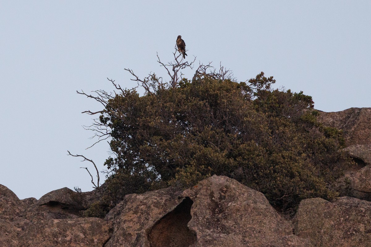 Common Buzzard (Corsican) - ML623372491