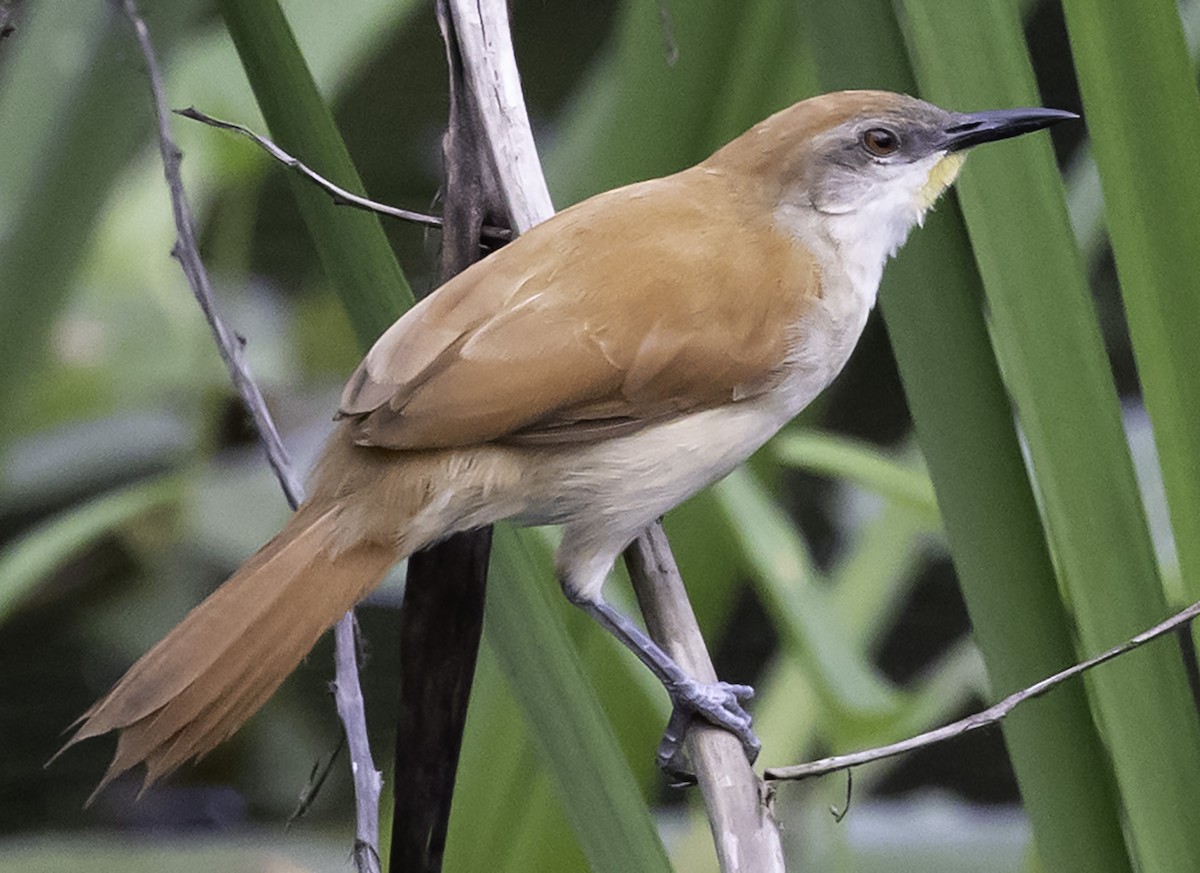 Yellow-chinned Spinetail - ML623372494