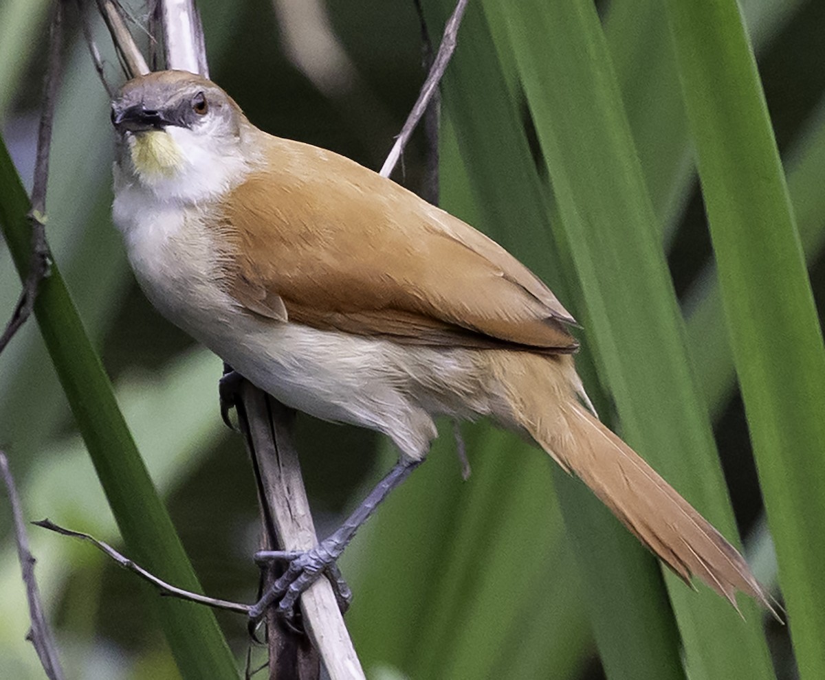 Yellow-chinned Spinetail - ML623372495