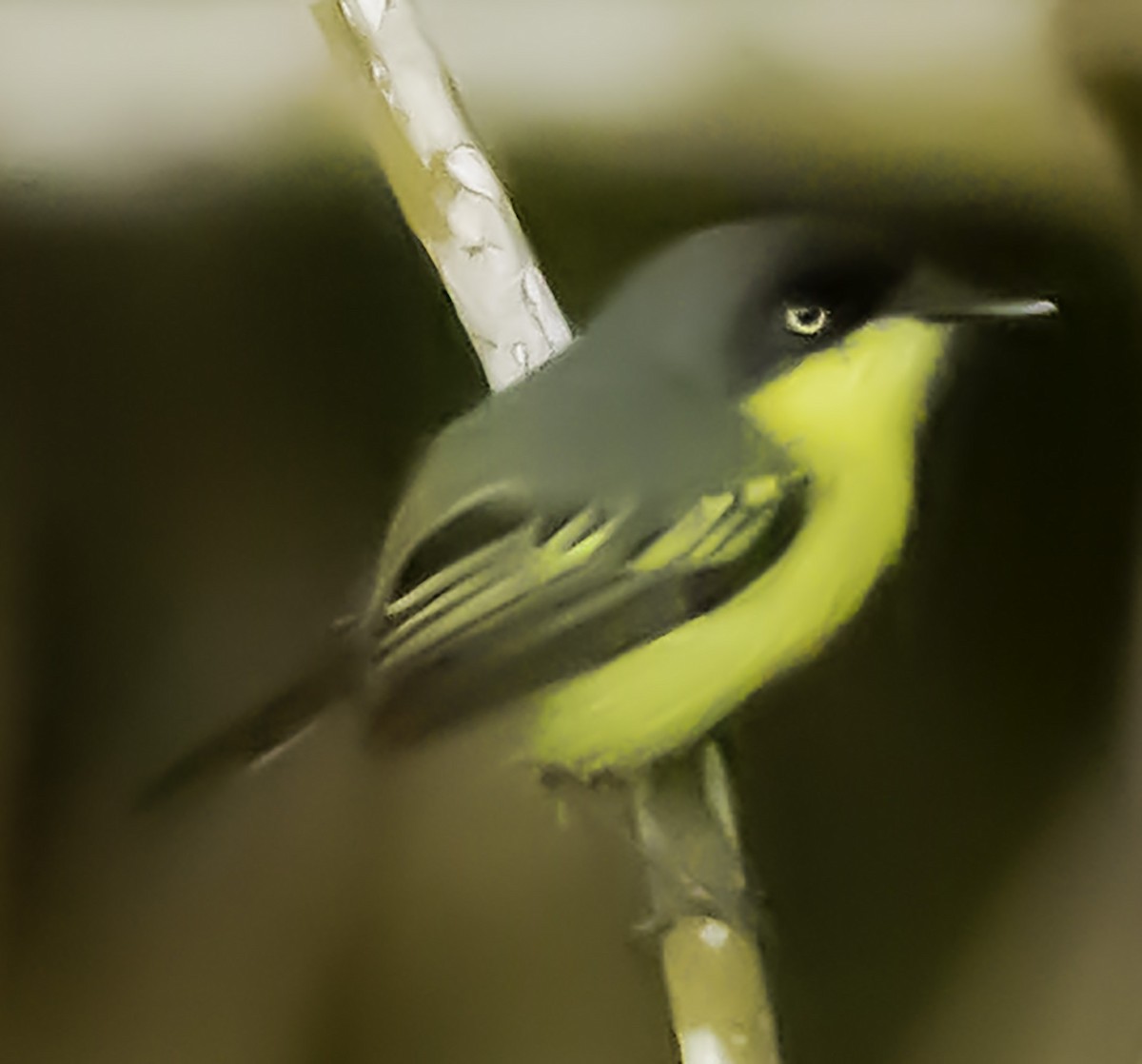 Common Tody-Flycatcher (cinereum Group) - ML623372507