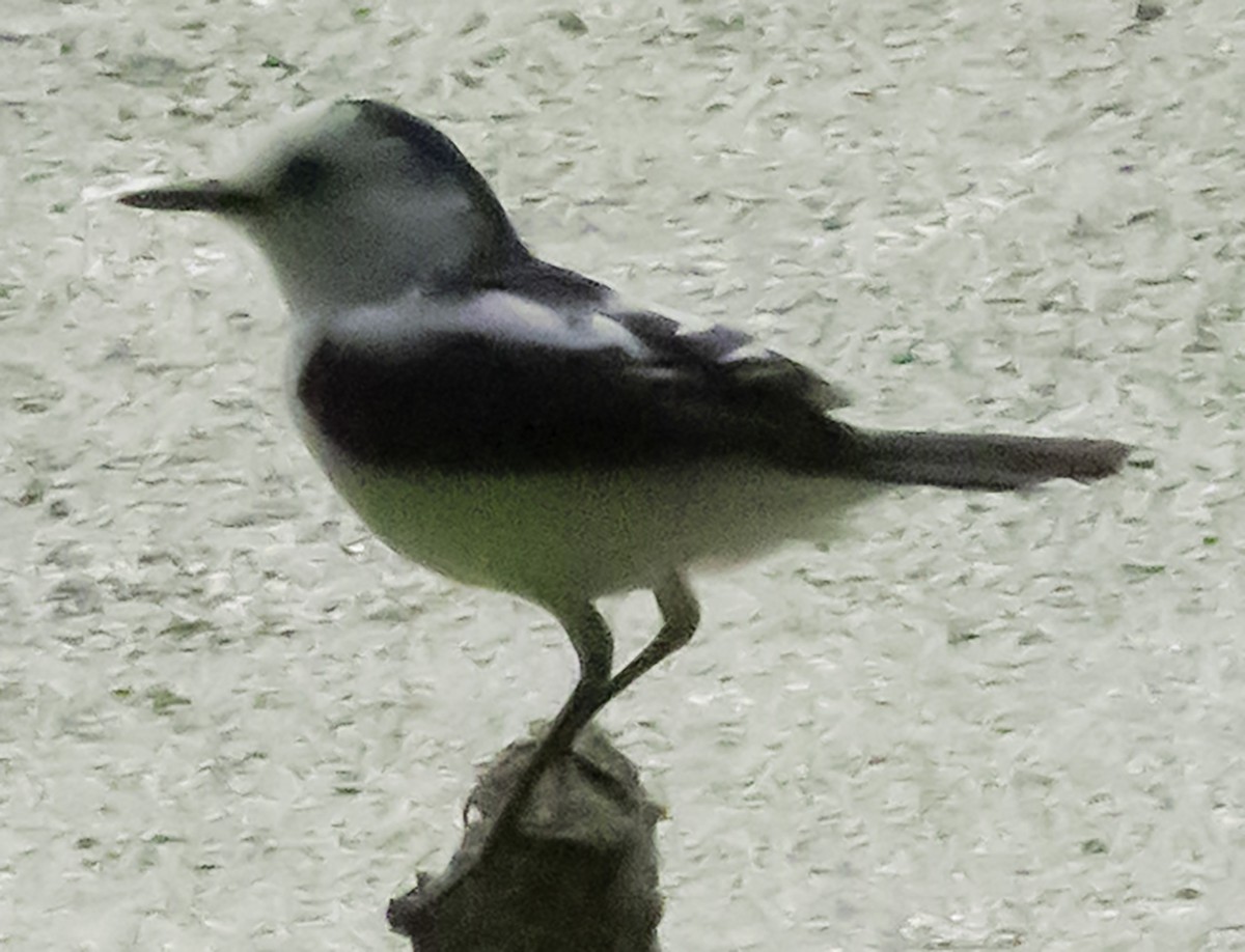 Pied Water-Tyrant - ML623372519