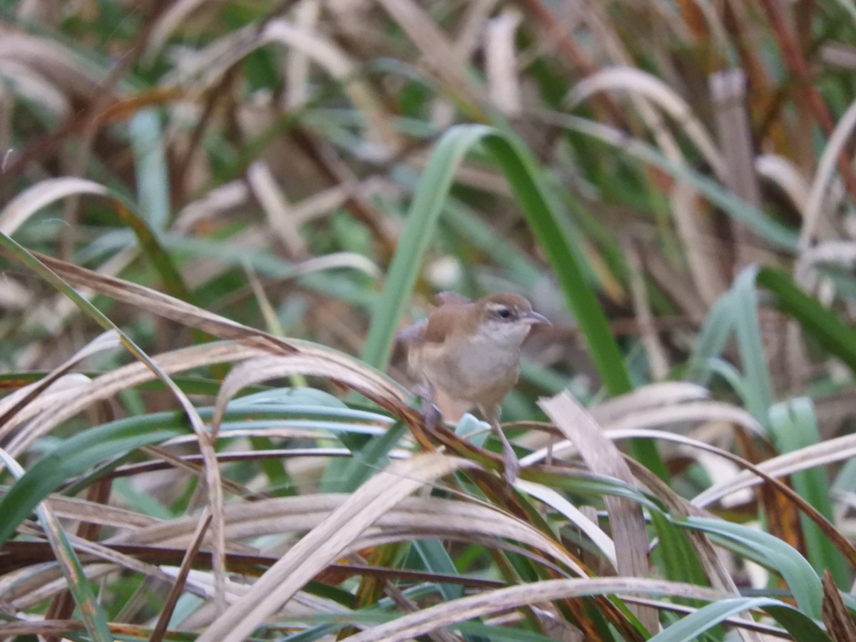 Curve-billed Reedhaunter - ML623372540