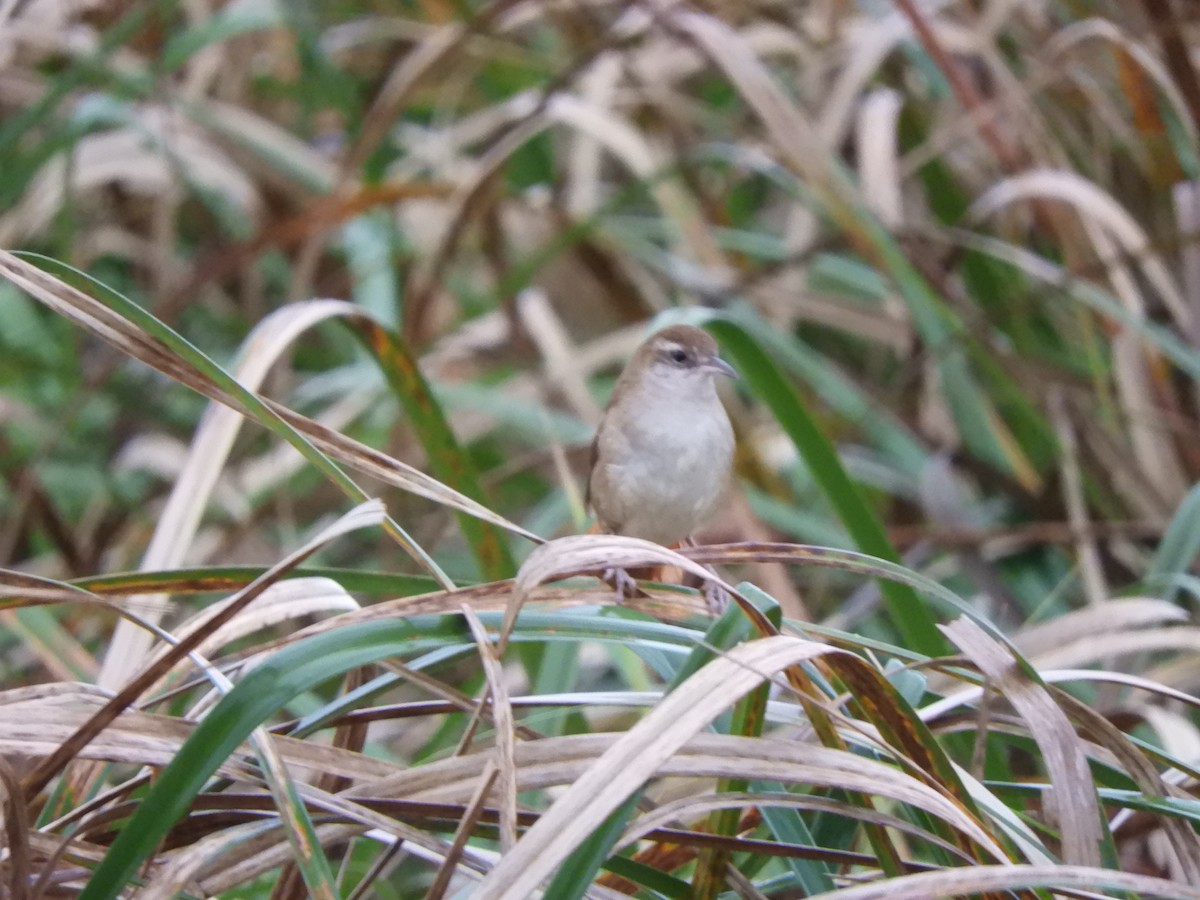 Curve-billed Reedhaunter - ML623372542