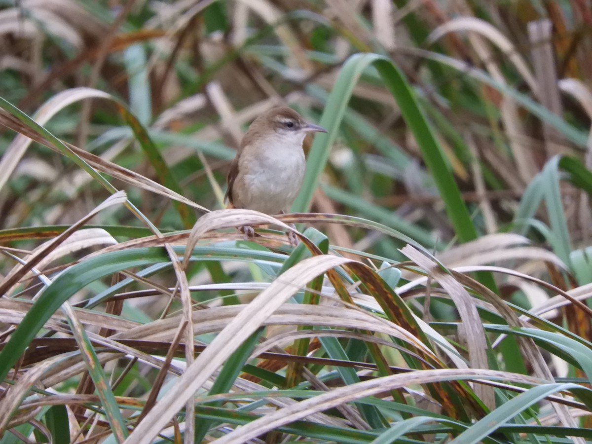 Curve-billed Reedhaunter - ML623372543