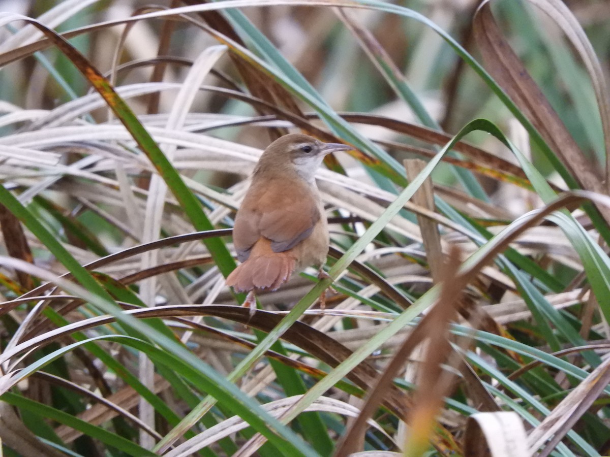 Curve-billed Reedhaunter - ML623372544