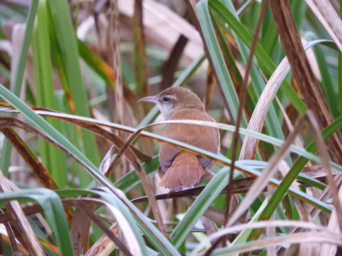 Curve-billed Reedhaunter - ML623372546