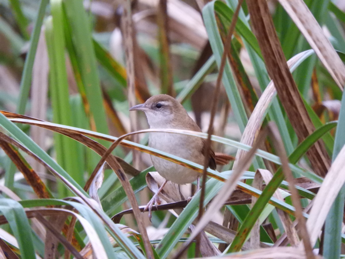 Curve-billed Reedhaunter - ML623372547