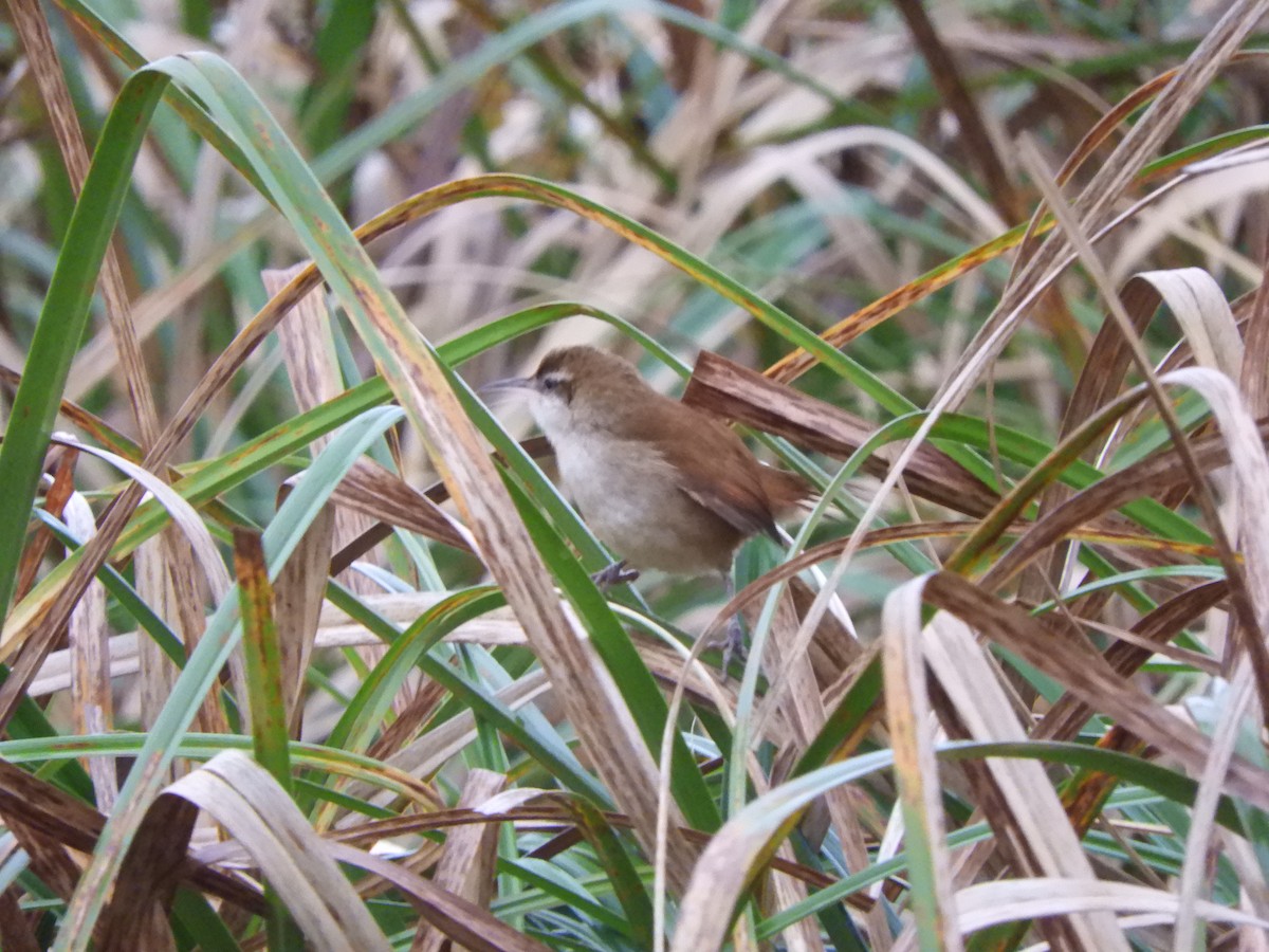 Curve-billed Reedhaunter - ML623372548