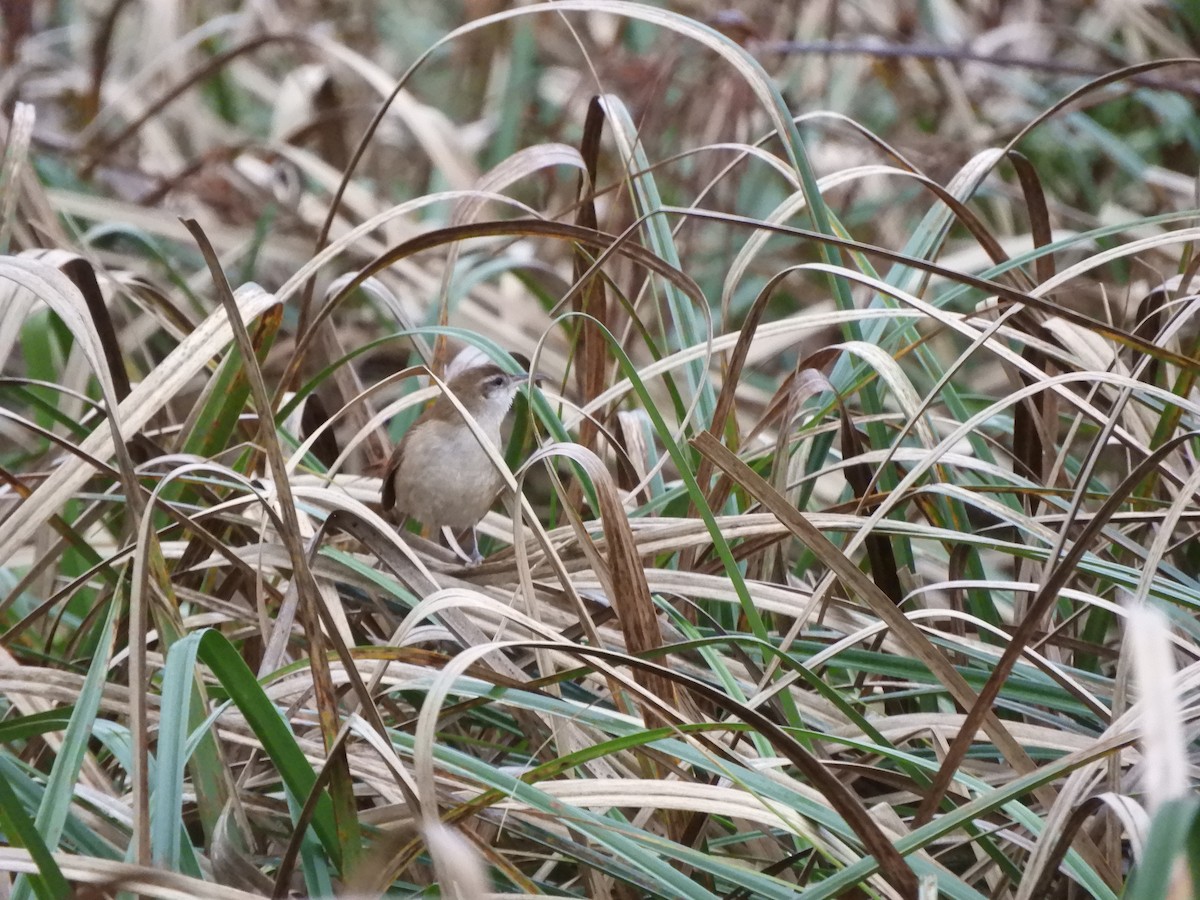 Curve-billed Reedhaunter - ML623372550