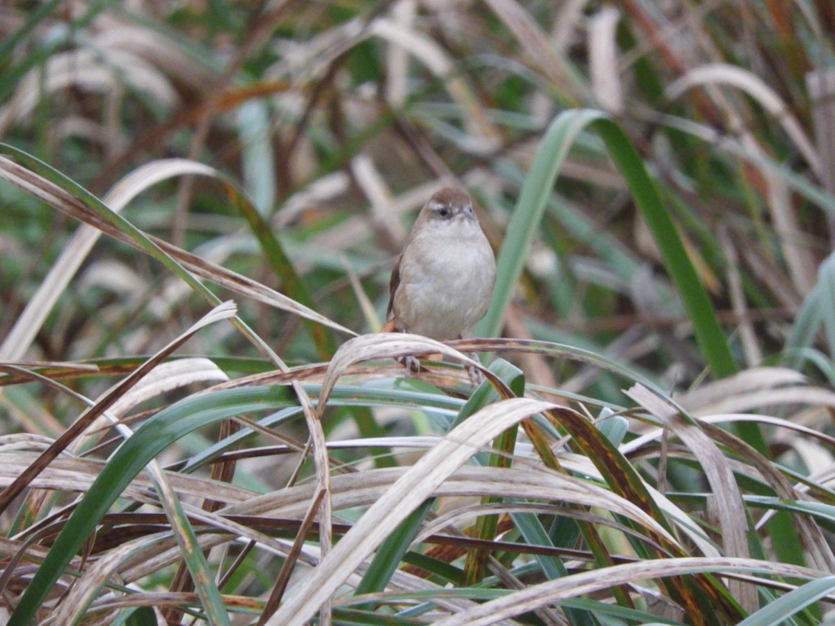 Curve-billed Reedhaunter - ML623372552