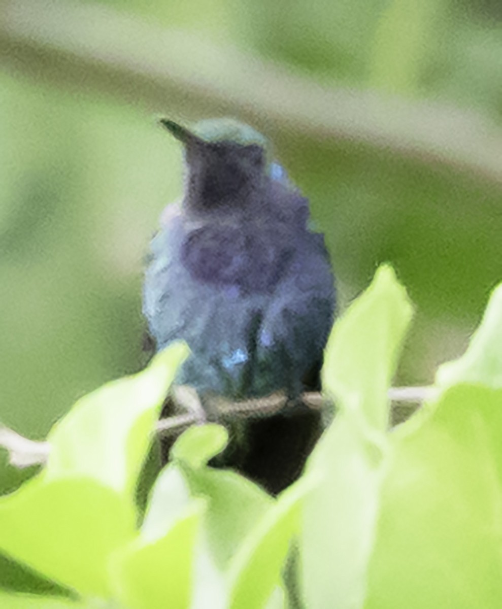 Sapphire-throated Hummingbird - David Muth