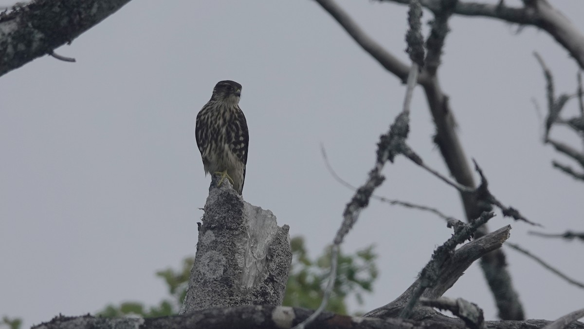 Merlin - ML623372580