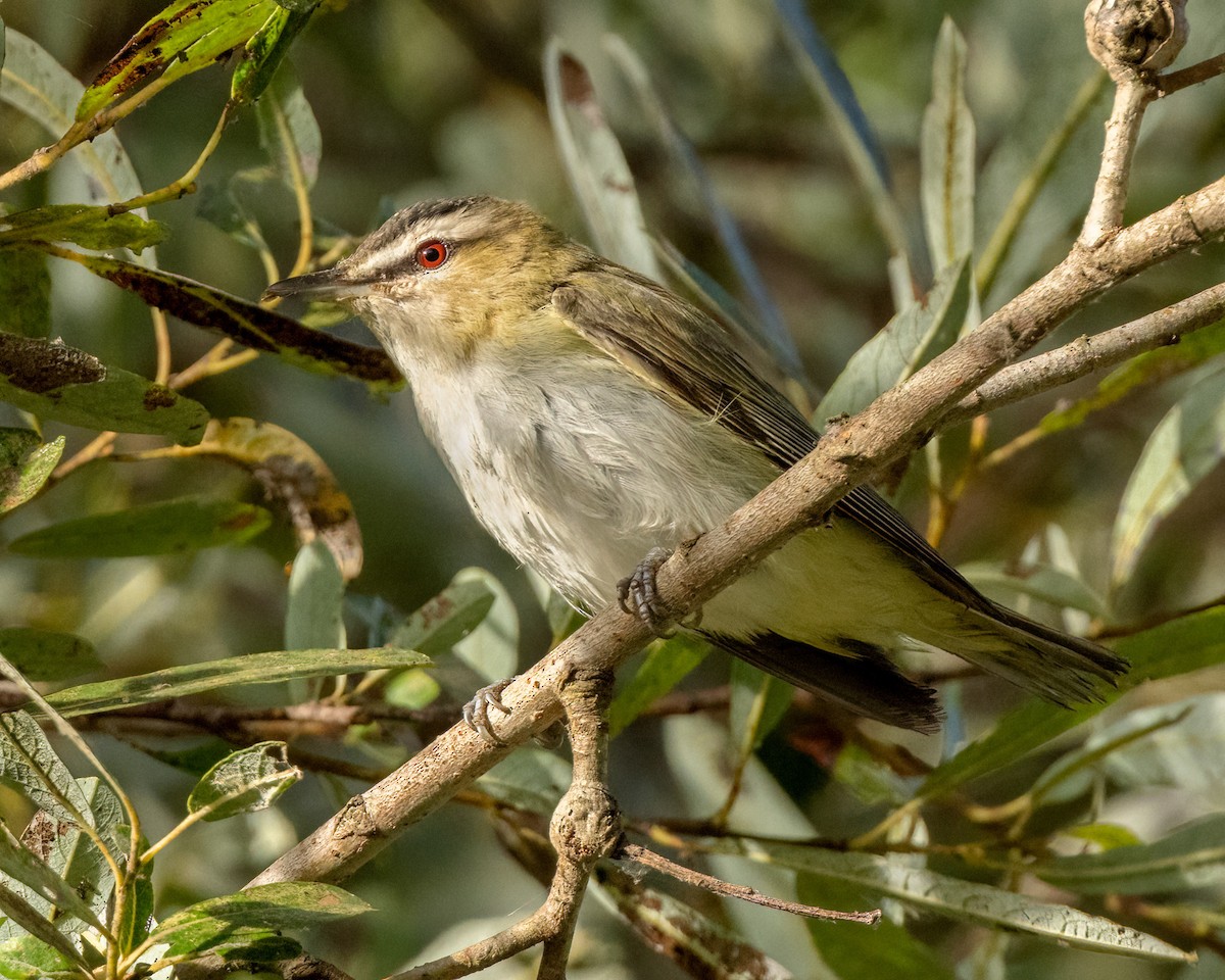 Red-eyed Vireo - ML623372679
