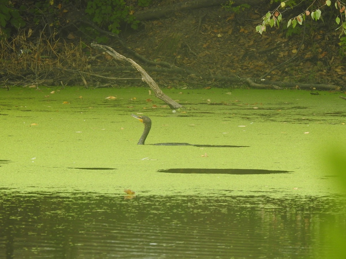 Cormoran à aigrettes - ML623372687