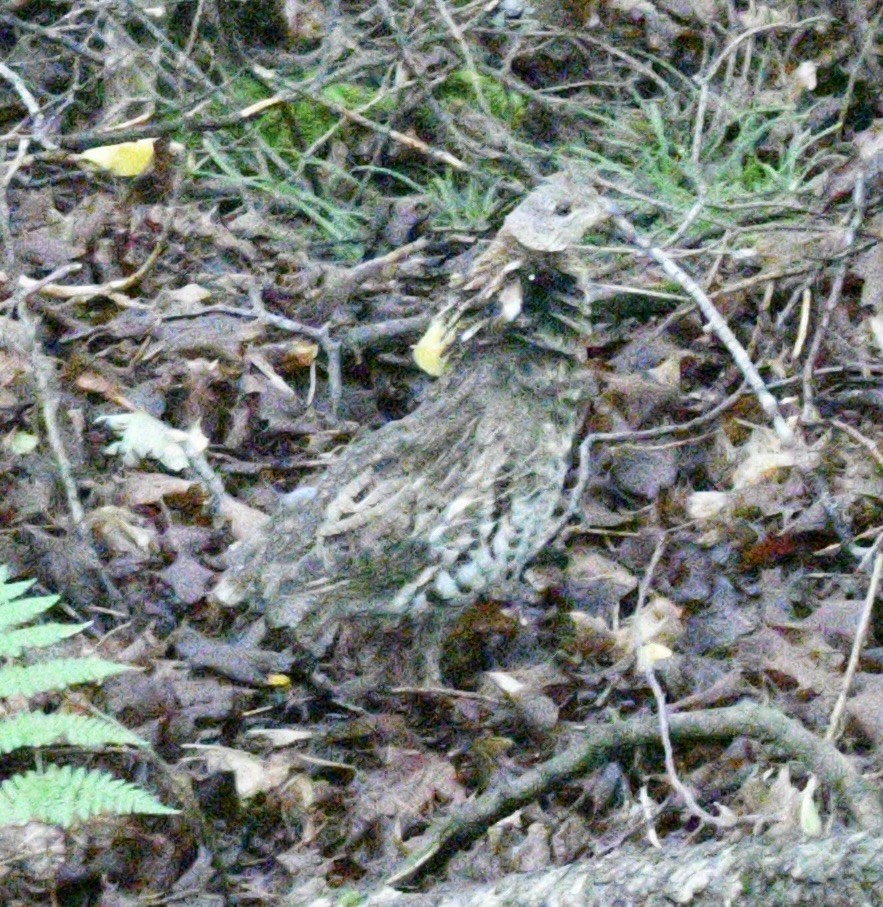 Ruffed Grouse - ML623372711