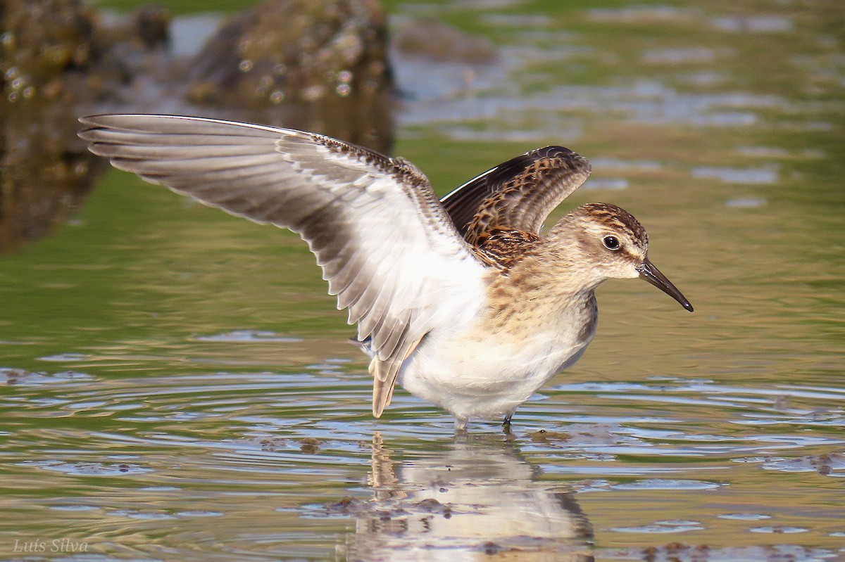 Least Sandpiper - Luís Manuel Silva