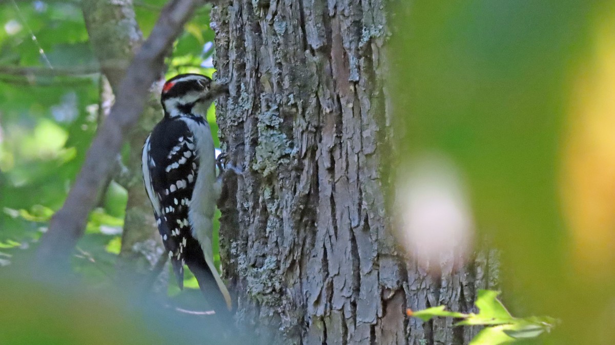 Hairy Woodpecker (Eastern) - ML623372812