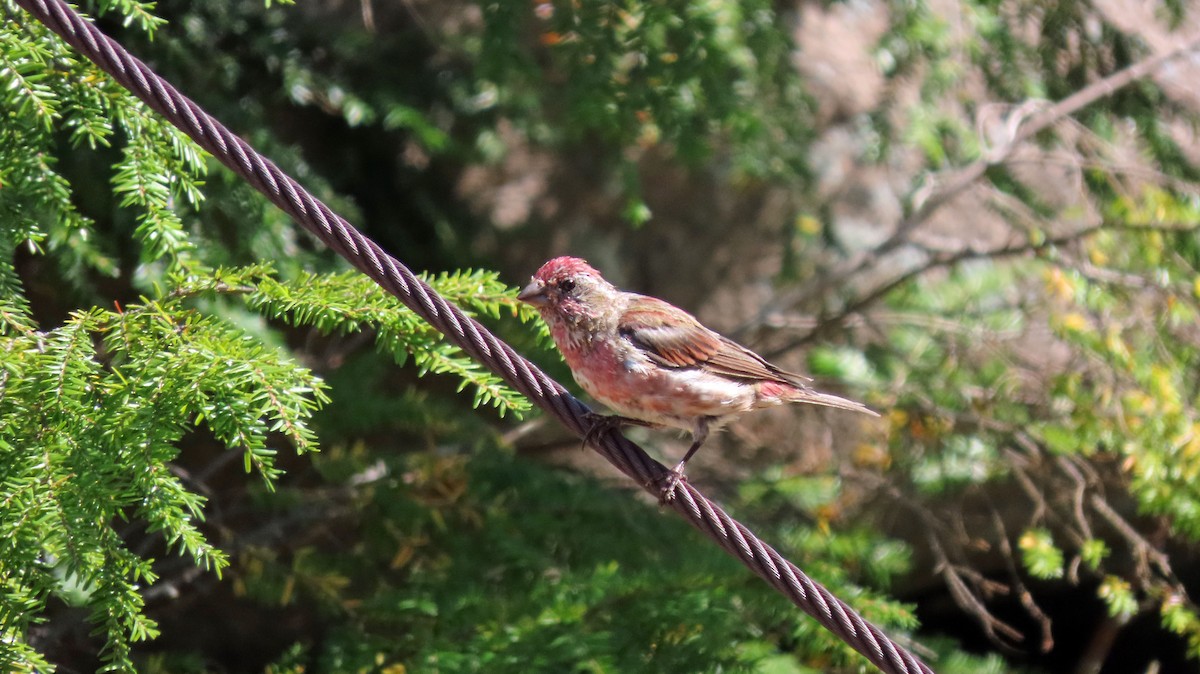 Purple Finch - ML623372829
