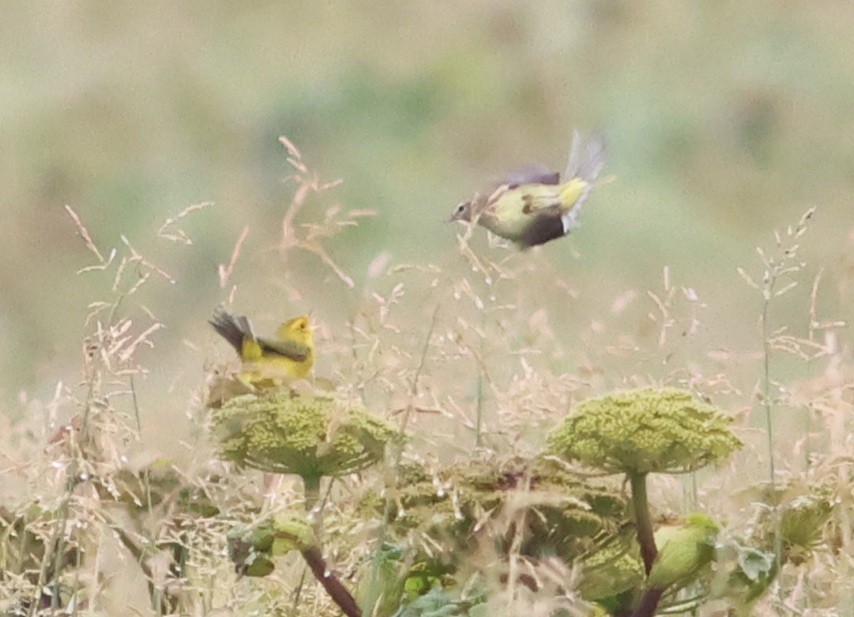 Wilson's Warbler - ML623372844