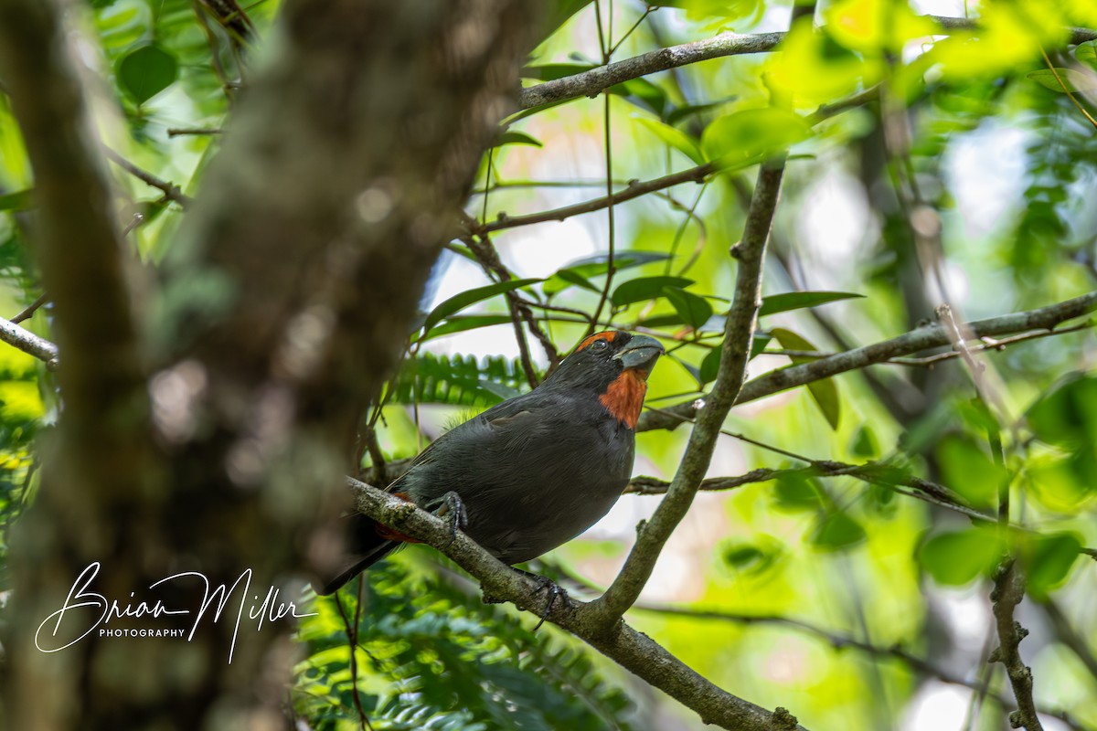 Greater Antillean Bullfinch - ML623372879