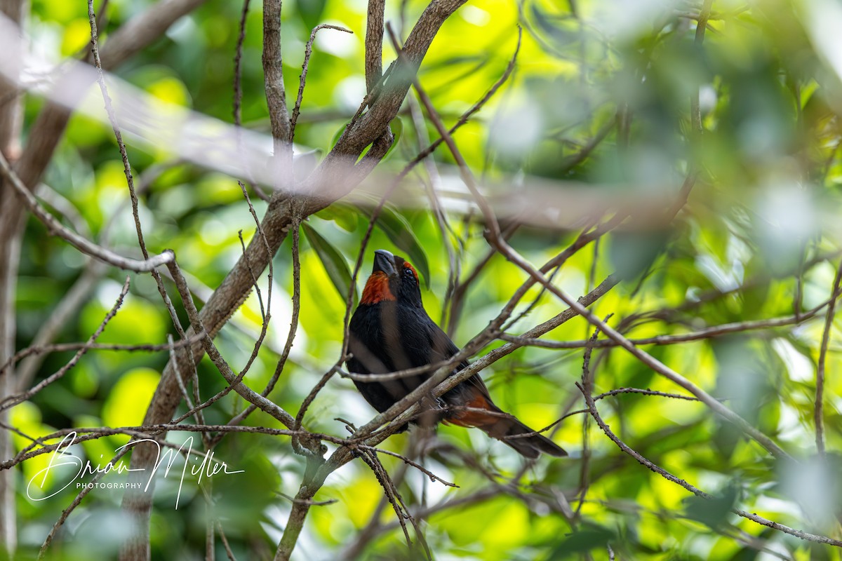 Greater Antillean Bullfinch - ML623372881