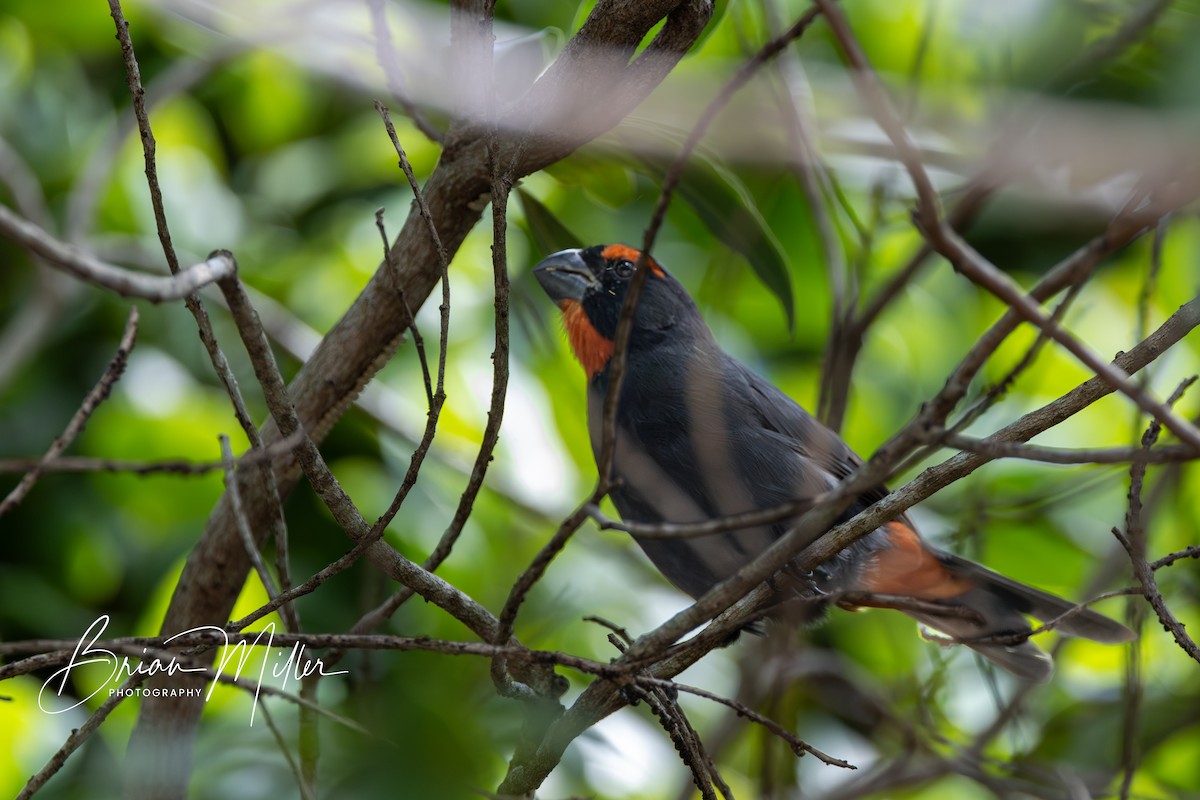 Greater Antillean Bullfinch - ML623372883