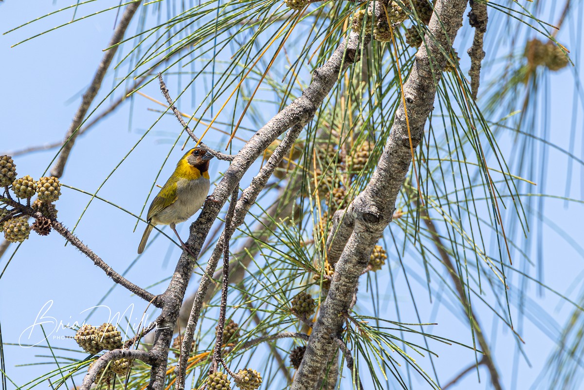 Cuban Grassquit - ML623372907