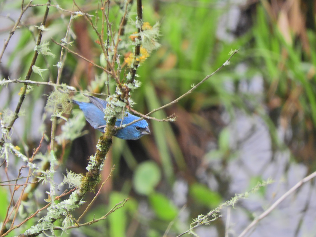 Glaucous-blue Grosbeak - ML623372931