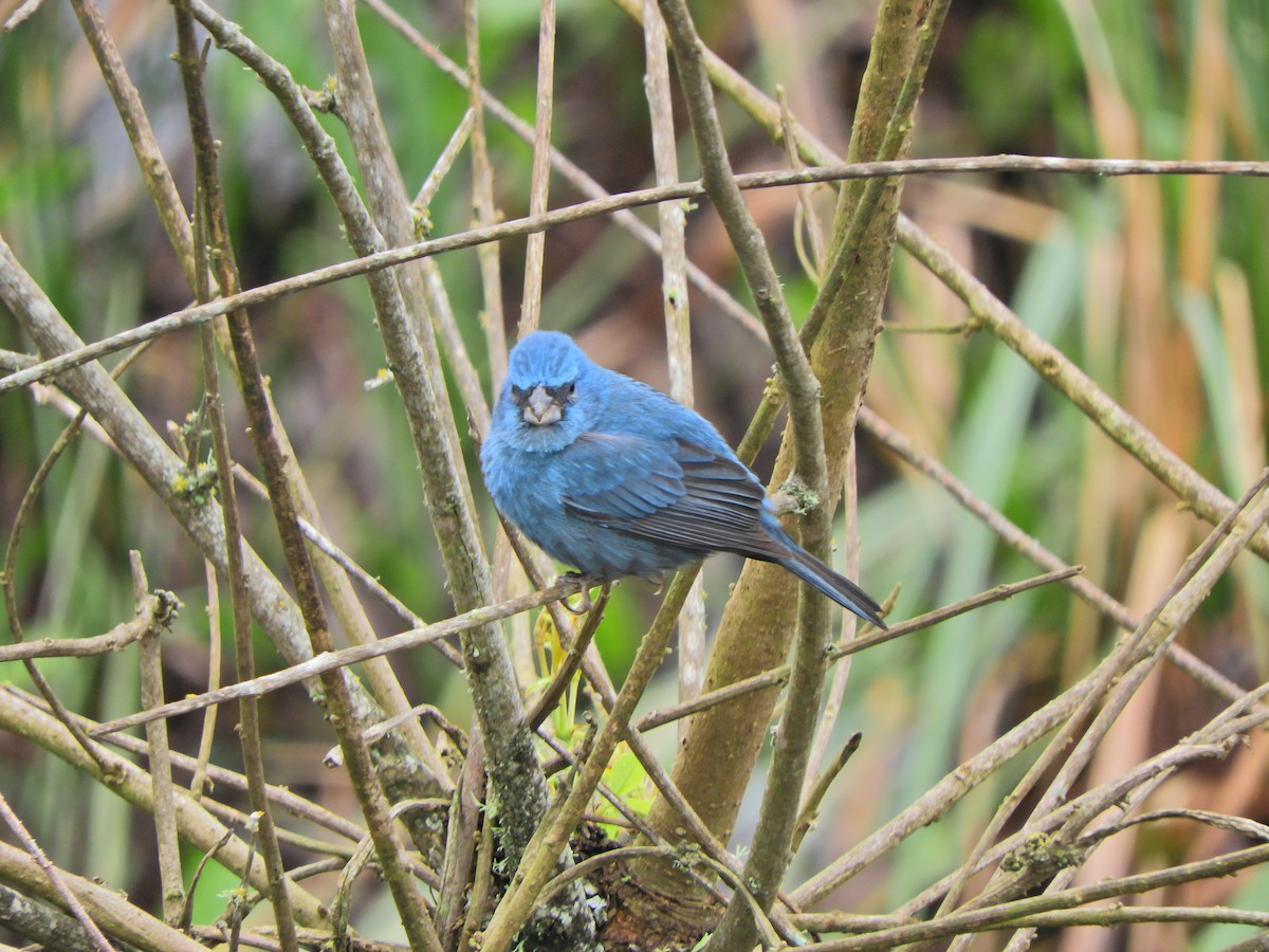 Glaucous-blue Grosbeak - ML623372932