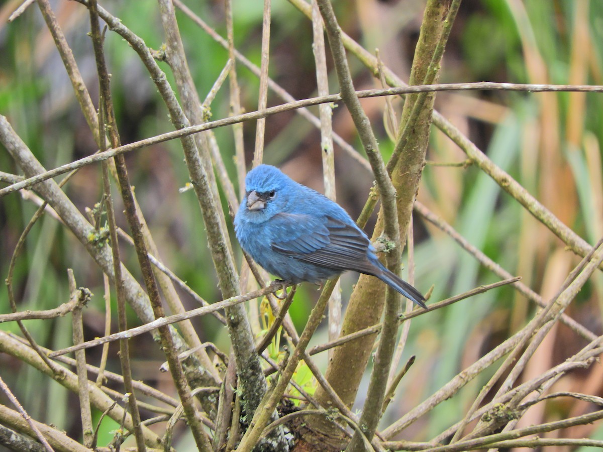 Glaucous-blue Grosbeak - Javier Alexander Piquillén Barboza