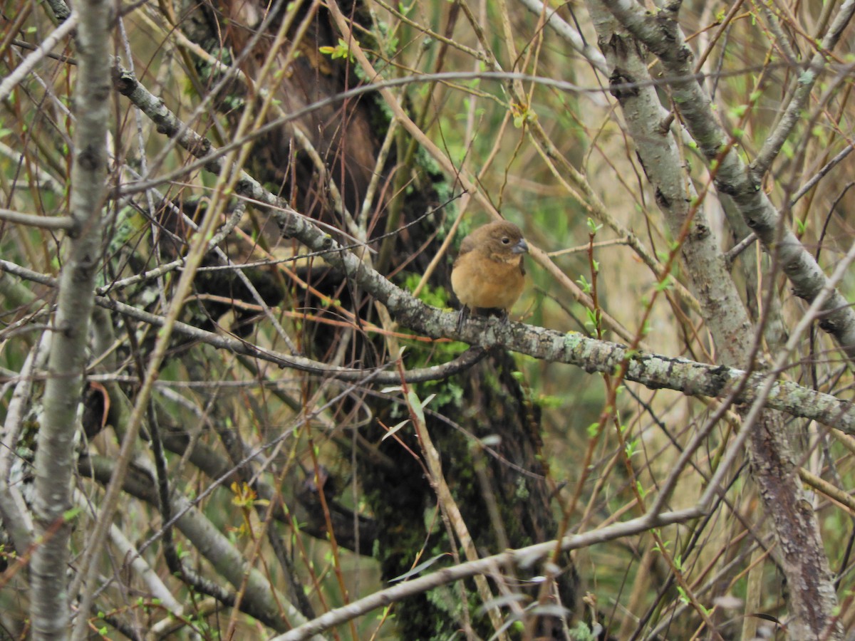 Glaucous-blue Grosbeak - ML623373015