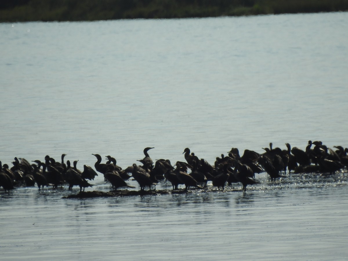 Cormoran à aigrettes - ML623373024