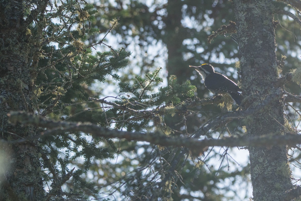 Black-backed Woodpecker - ML623373119