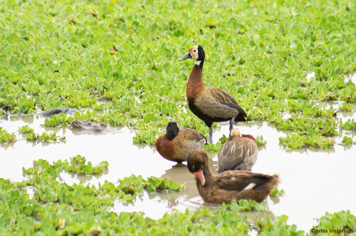 White-faced Whistling-Duck - ML623373124