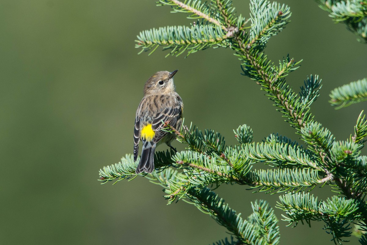 Yellow-rumped Warbler - ML623373132