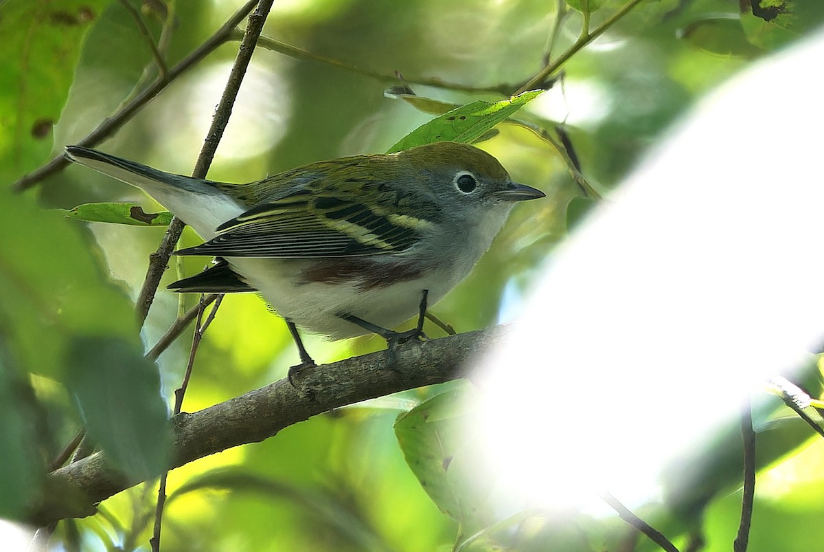 Chestnut-sided Warbler - ML623373179