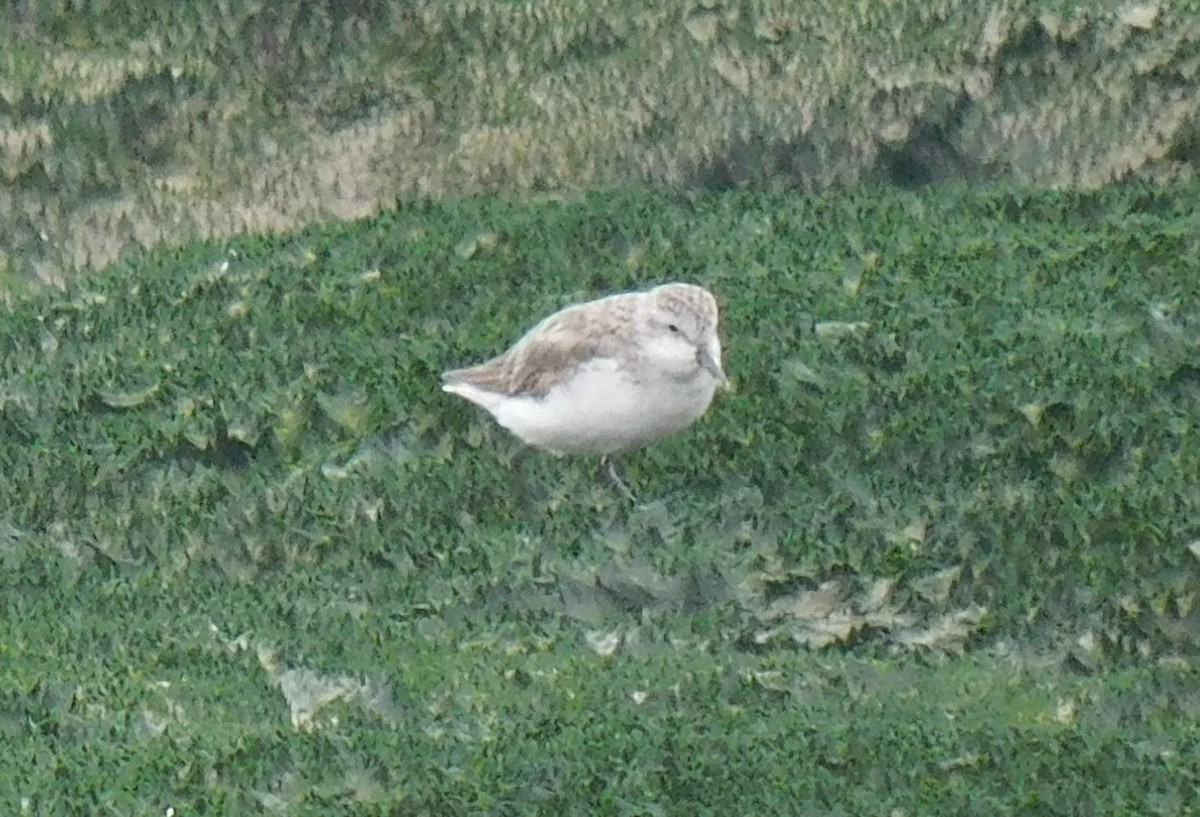 Semipalmated Sandpiper - Luis Manuel Gómez