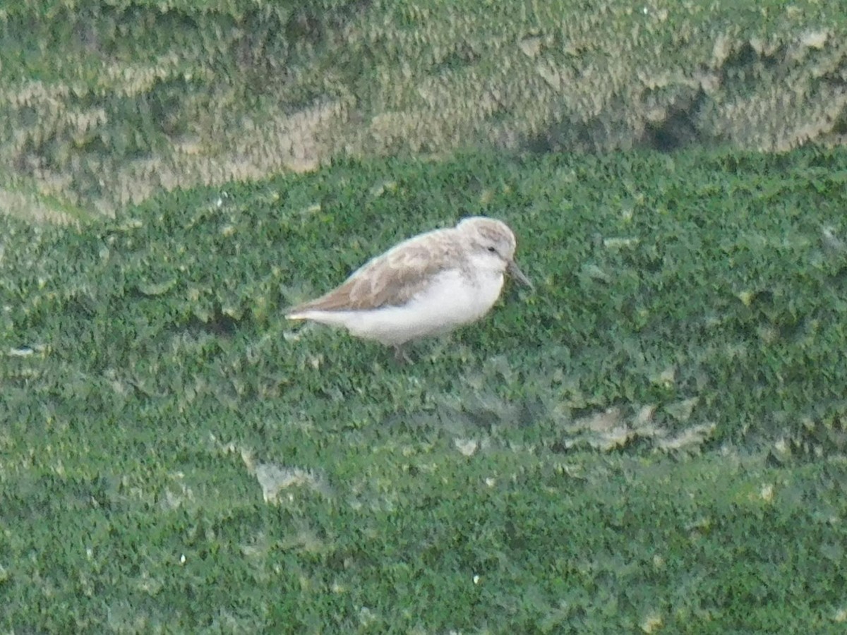 Semipalmated Sandpiper - ML623373195