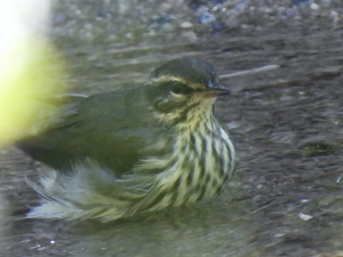 Northern Waterthrush - ML623373214