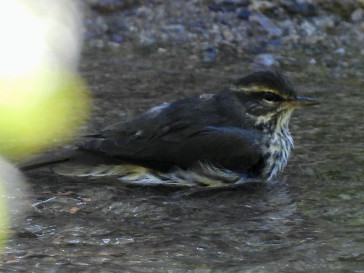 Northern Waterthrush - Bill Lisowsky