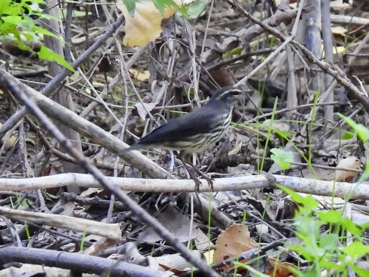 Northern Waterthrush - ML623373216