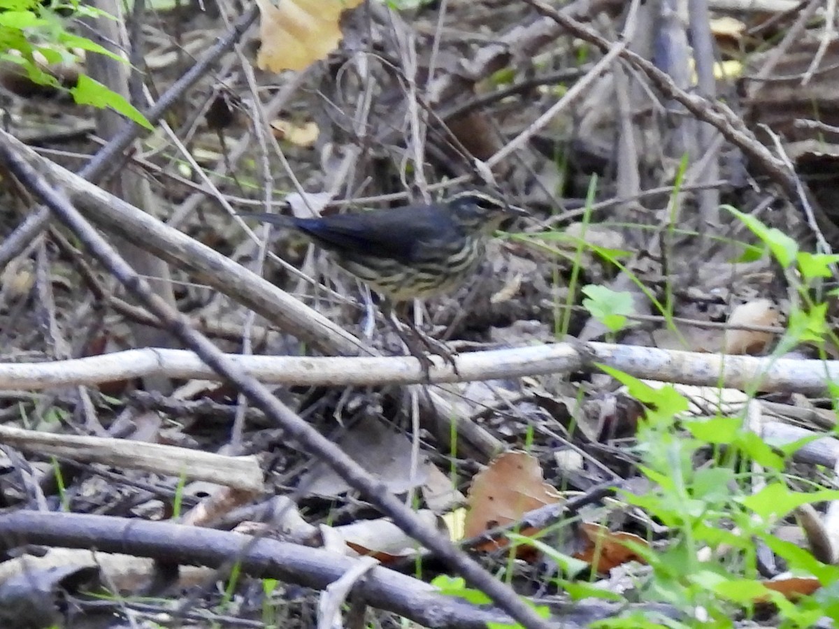 Northern Waterthrush - ML623373217